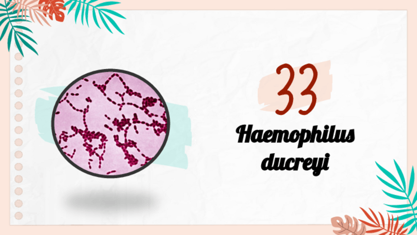 Miniatura del documento Haemophilus-ducreyi.pdf