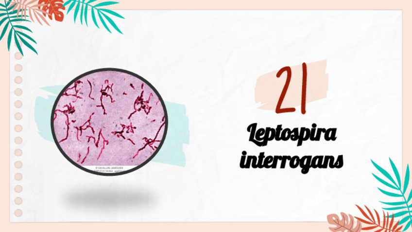 Miniatura del documento Leptospira-interrogans.pdf