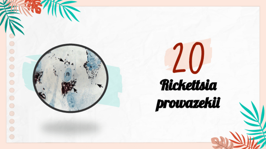 Miniatura del documento Rickettsia-prowazekii.pdf