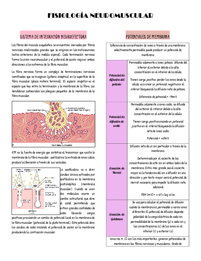 Miniatura del documento FISIOLOGIA-NEUROMUSCULAR.pdf