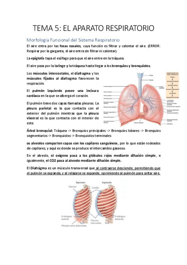 Miniatura del documento TEMA-5-FISIOLOGIA.pdf
