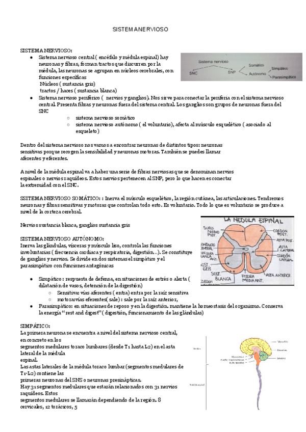 Miniatura del documento SISTEMA-NERVIOSO-2.pdf