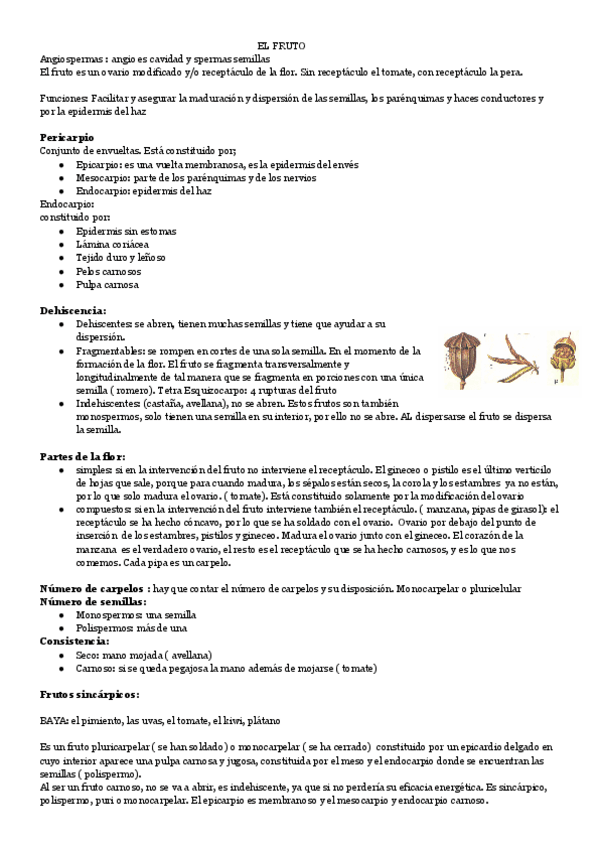 Miniatura del documento EL-FRUTO-1.pdf
