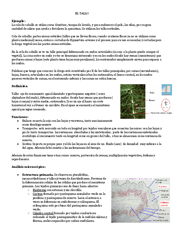 Miniatura del documento EL-TALLO.pdf