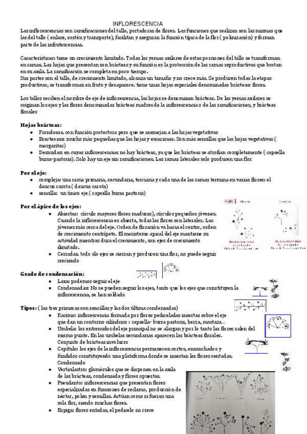 Miniatura del documento INFLORESCENCIA-3.pdf