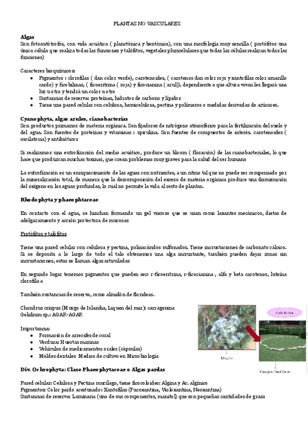 Miniatura del documento PLANTAS-NO-VASCULARES-1.pdf