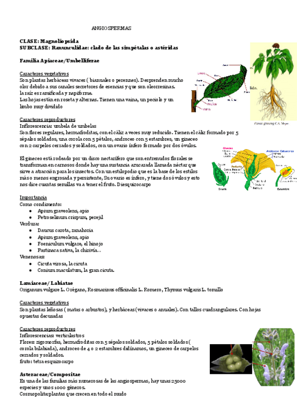 Miniatura del documento ANGIOSPERMAS-1.pdf