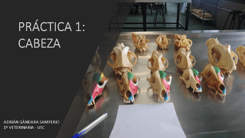 Miniatura del documento PRACTICAS ANATO TODO.pdf