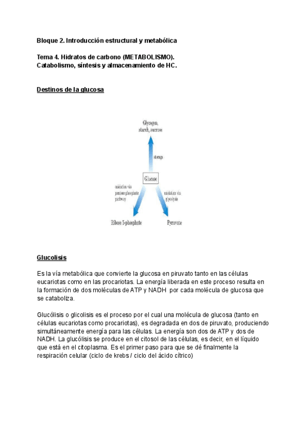 Miniatura del documento Tema-4-Bioquimica-1.pdf