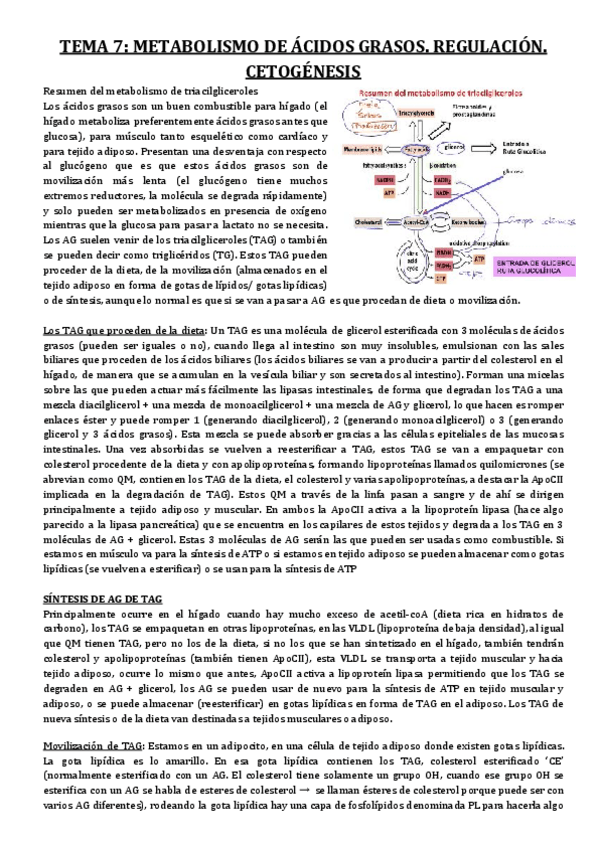 Miniatura del documento TEMA-7-METABOLISMO-DE-ACIDOS-GRASOS.pdf