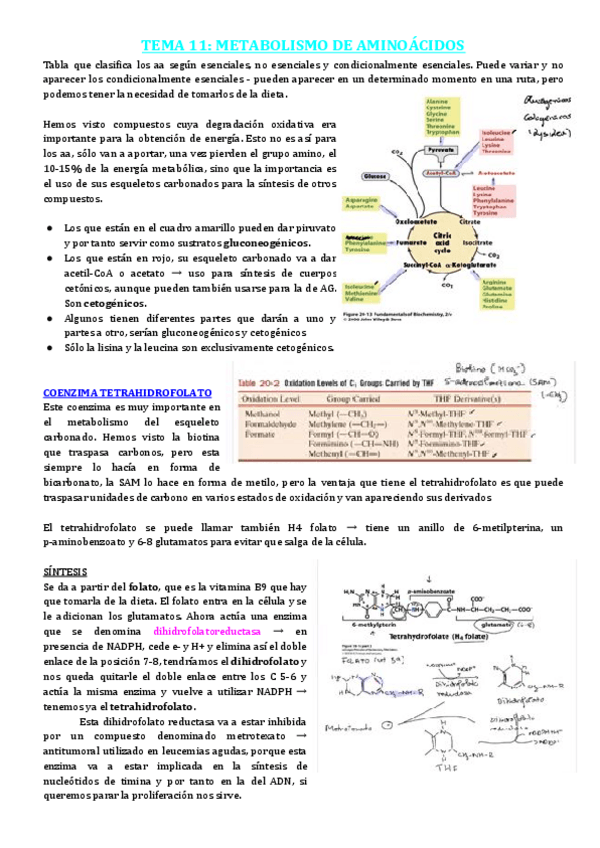 Miniatura del documento TEMA-11-METABOLISMO-DE-AMINOACIDOS.pdf