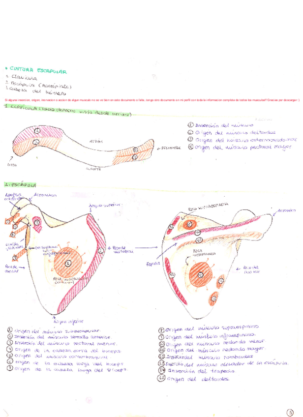 Miniatura del documento Miembro-Superior-COMPLETO.pdf