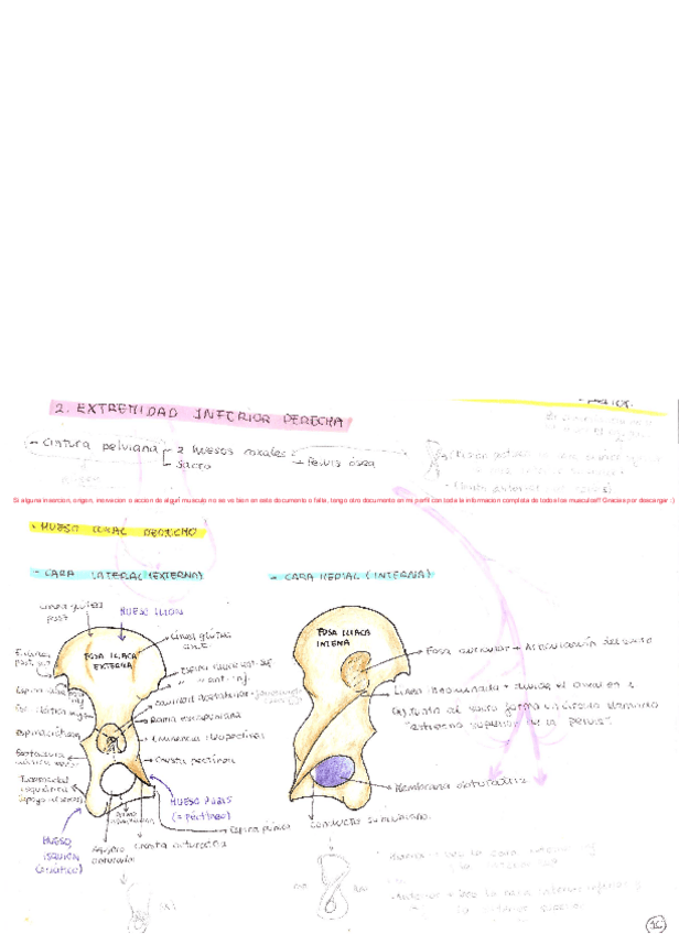 Miniatura del documento Miembro-Inferior-Completo.pdf
