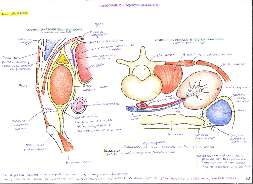Miniatura del documento S-Genitourinario-y-preguntas.pdf