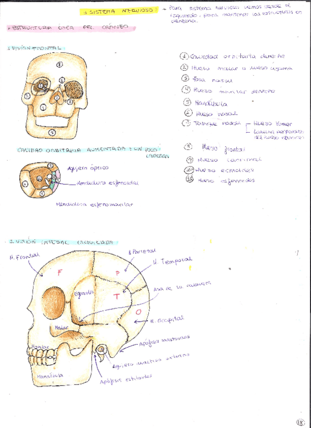 Miniatura del documento Sistema-nervioso-apuntes-completos.pdf