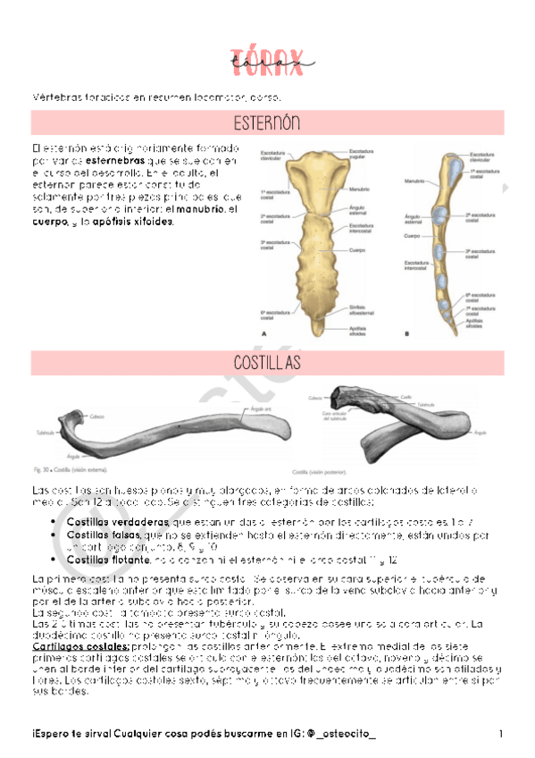 Miniatura del documento E3-TORAX.pdf