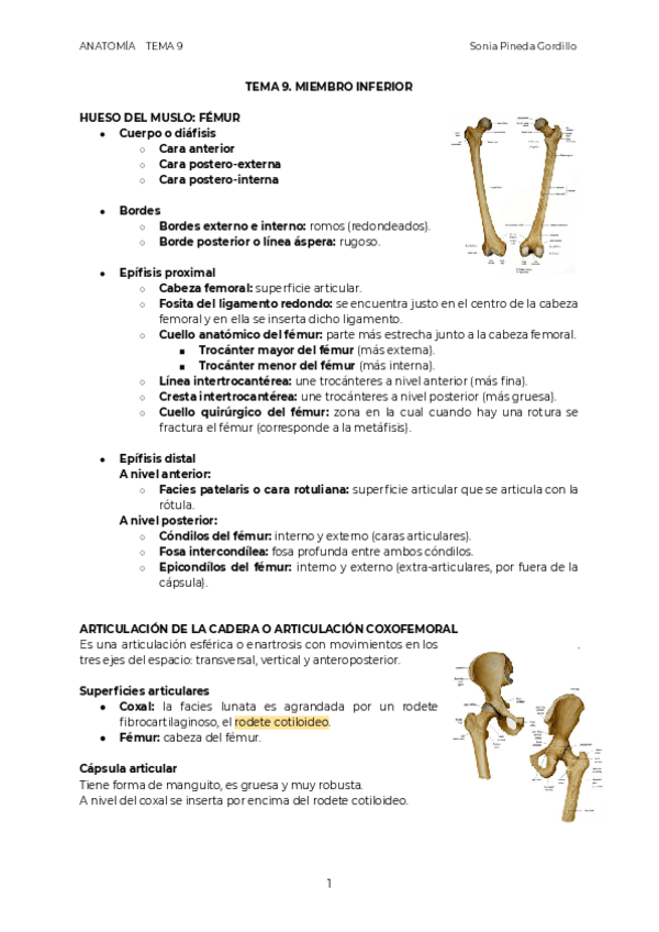 Miniatura del documento ANAT.pdf
