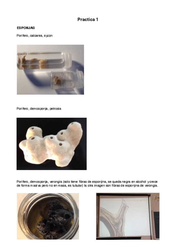 Miniatura del documento Prácticas Zoo I.pdf