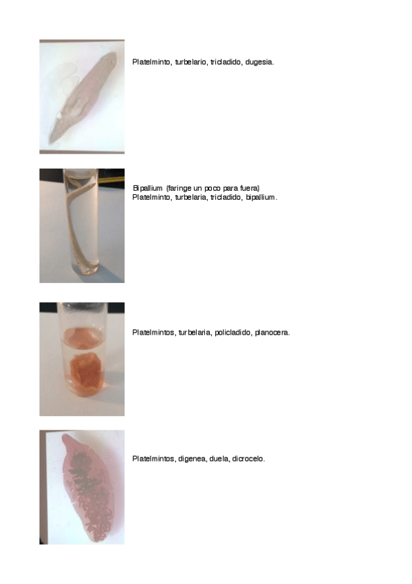 Miniatura del documento Zoo I Practica 2.pdf