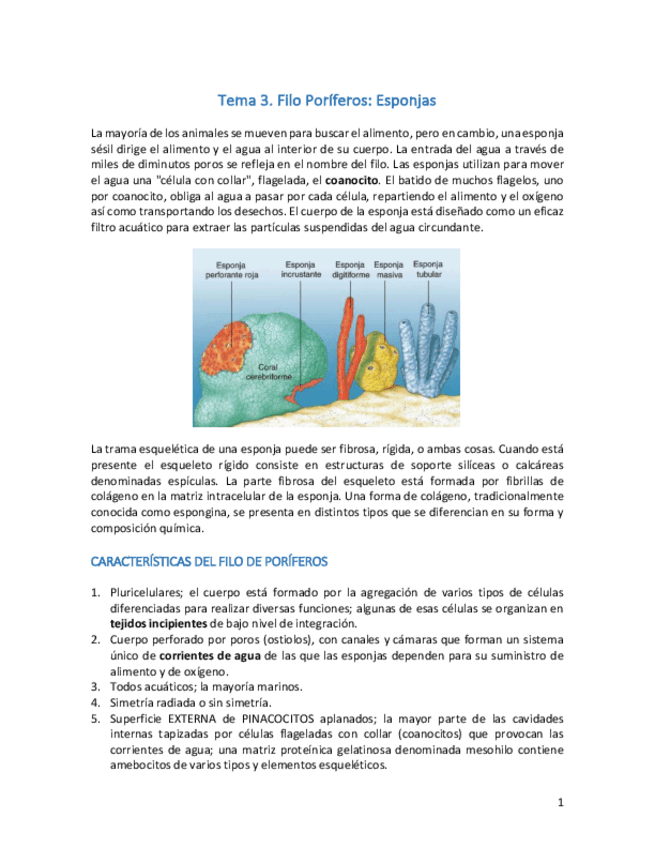 Miniatura del documento Tema 3. Filo Poríferos.pdf