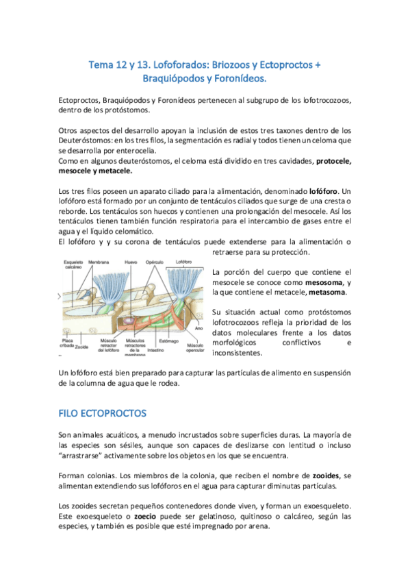 Miniatura del documento Tema 12 y 13. Lofoforados.pdf