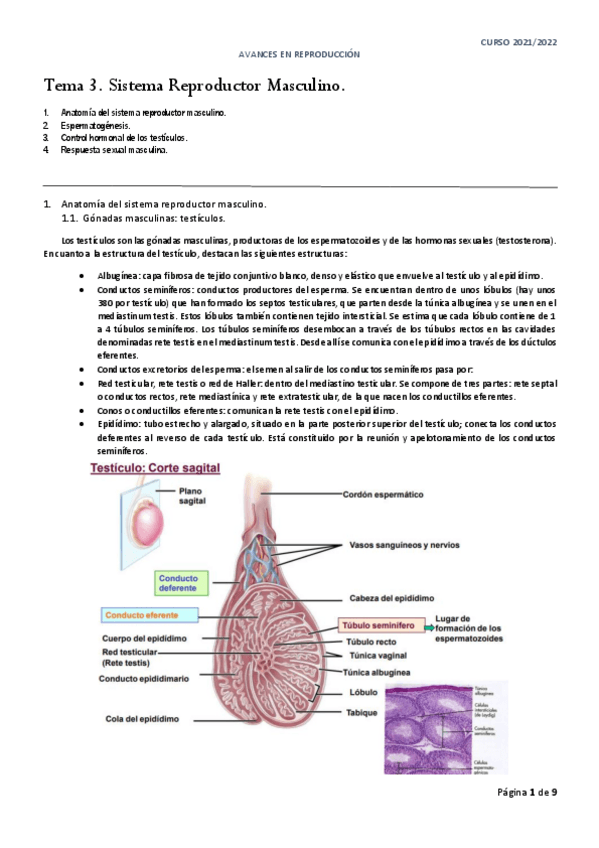 Miniatura del documento Tema-3.pdf