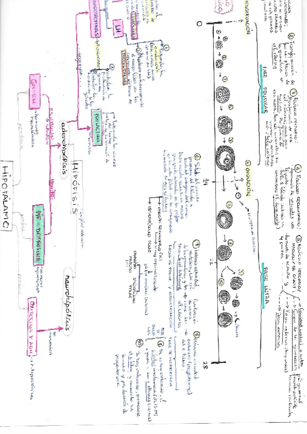 Miniatura del documento esquema sexual.pdf