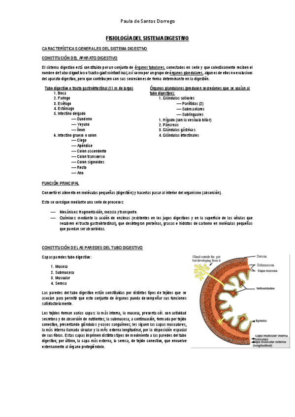 Miniatura del documento APUNTES--SISTEMA-DIGESTIVO.pdf