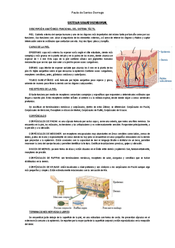 Miniatura del documento APUNTES--SISTEMA-SOMATOSENSORIAL.pdf