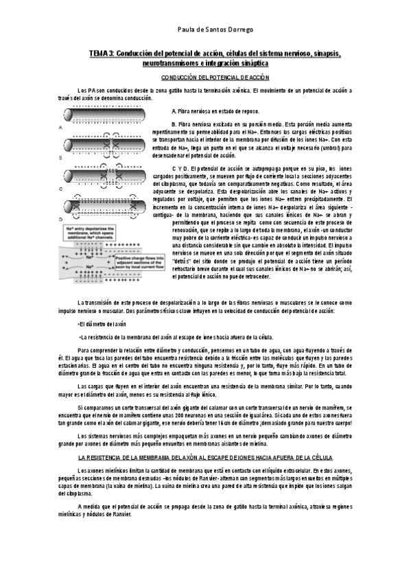 Miniatura del documento APUNTES--Tema-3.pdf