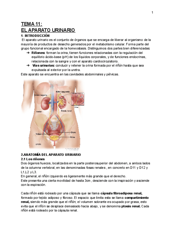 Miniatura del documento TEMA-11-APB-APTO-URINARIO.pdf