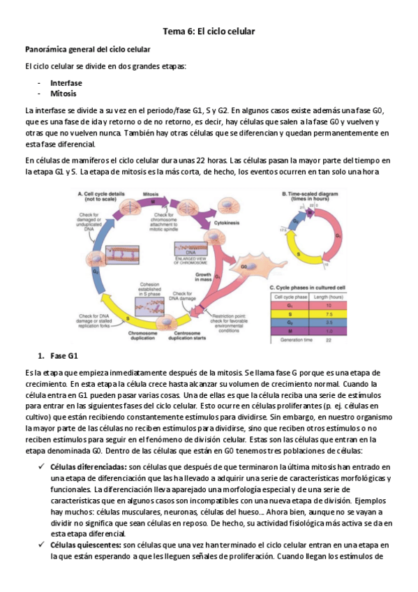 Miniatura del documento T6BCA-El-ciclo-celular.pdf