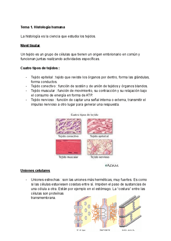 Miniatura del documento Tema-1-Anatomia-.pdf