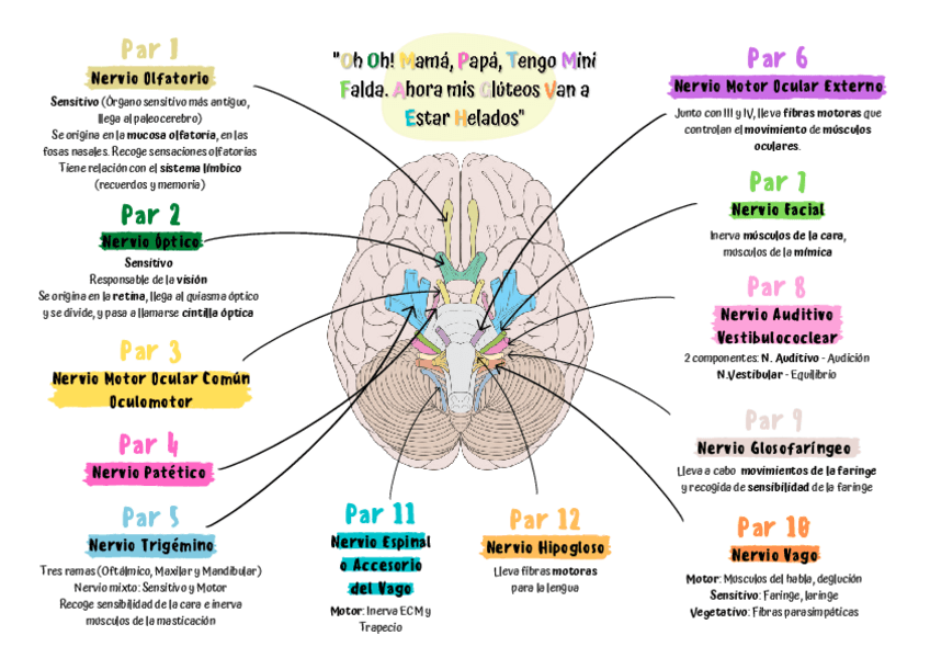 Miniatura del documento Esquema-Pares-Craneales.pdf
