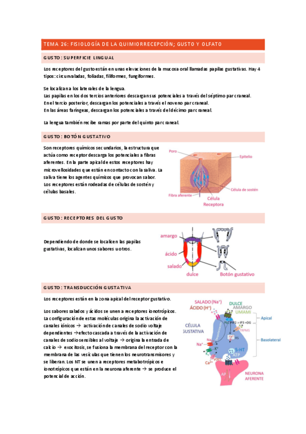 Miniatura del documento TEMA-26-FISIOLOGIA-DEL-GUSTO-Y-DEL-OLFATO.pdf