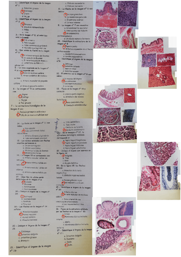 Miniatura del documento RECOPILACION-EXAMENES-PRACTICOS.pdf