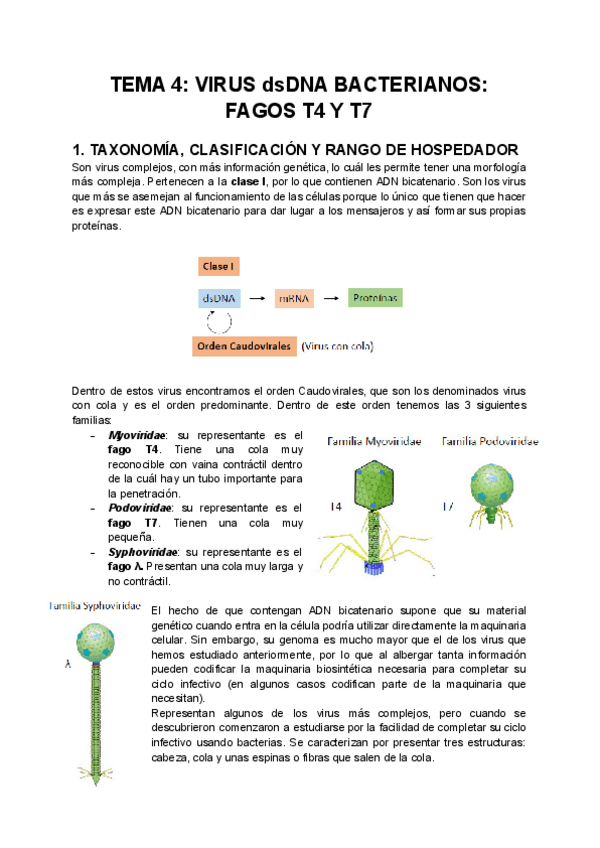 Miniatura del documento TEMA-4-VIRUS-dsDNA-BACTERIANOS-FAGOS-T4-Y-T7.pdf