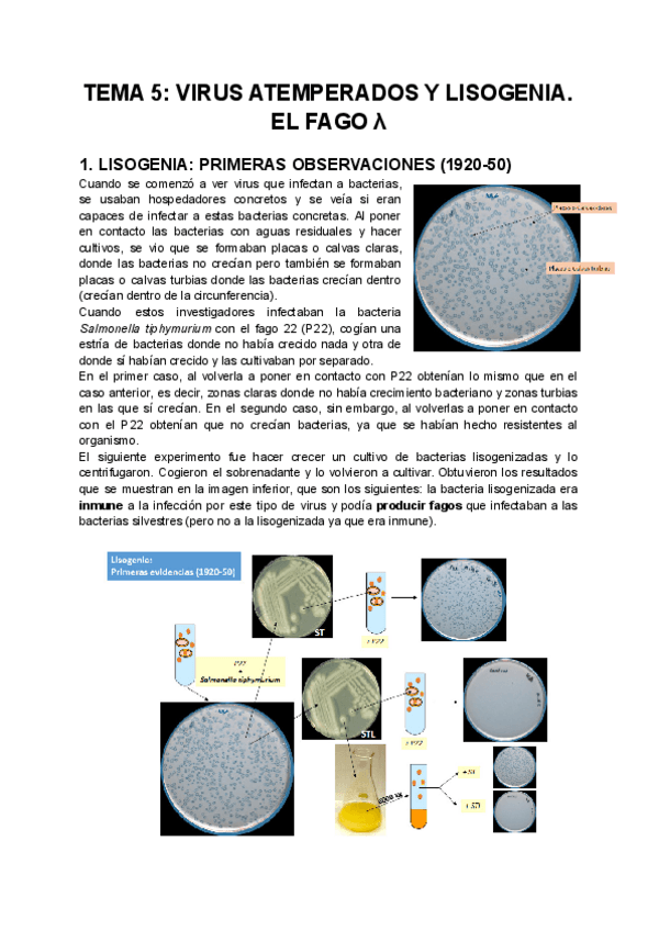 Miniatura del documento TEMA-5-VIRUS-ATEMPERADOS-Y-LISOGENIA.pdf