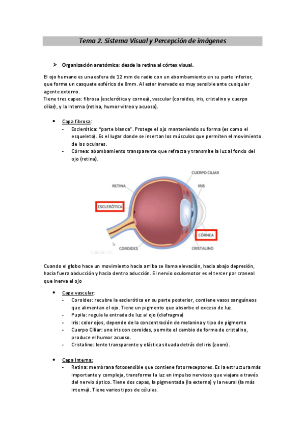 Miniatura del documento Tema-2-neuro.pdf