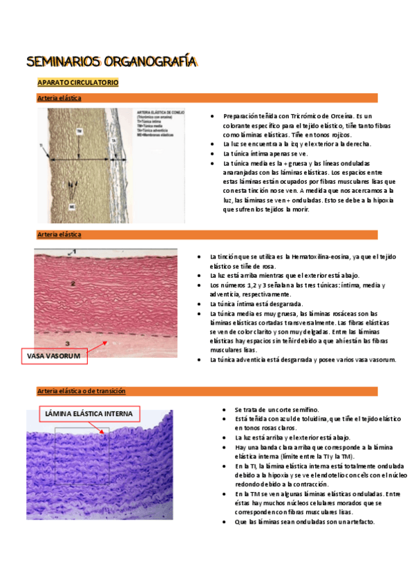 Miniatura del documento SEMINARIOS-ORGANOGRAFIA.pdf