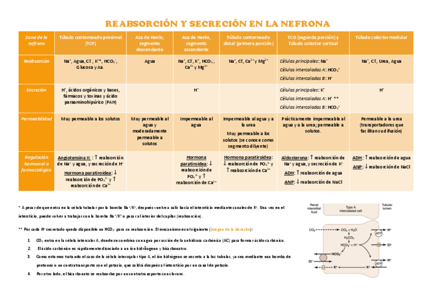 Miniatura del documento Reabsorcion-y-secrecion.pdf