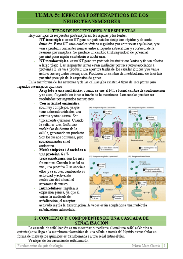 Miniatura del documento TEMA 5. Efectos postsinápticos de los NT