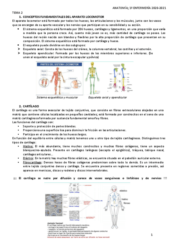 Miniatura del documento tema-2-ANATOMIA.pdf
