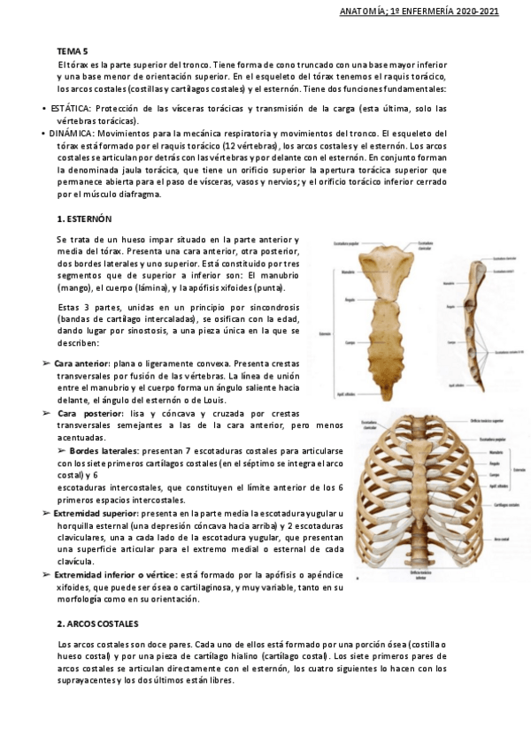Miniatura del documento TEMA-5-anatomia.pdf