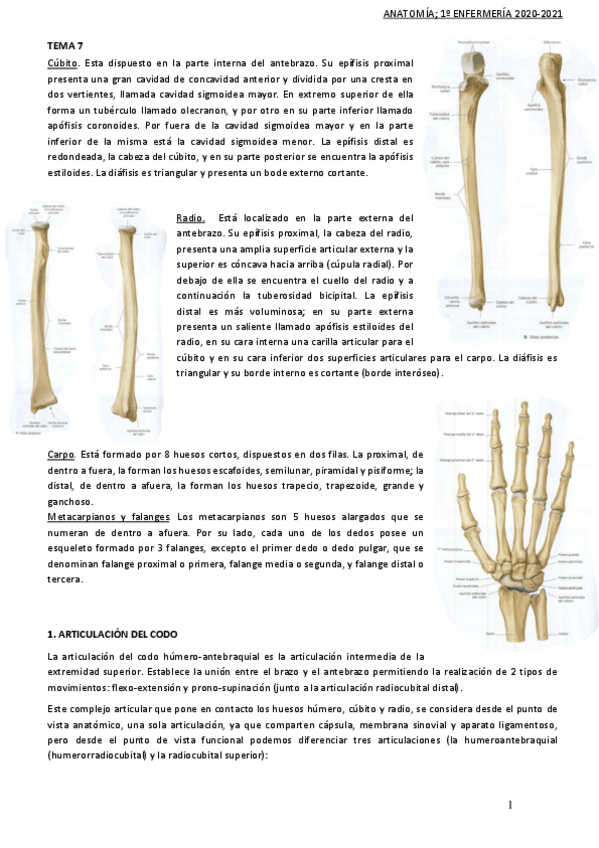 Miniatura del documento TEMA-7-anatomia.pdf