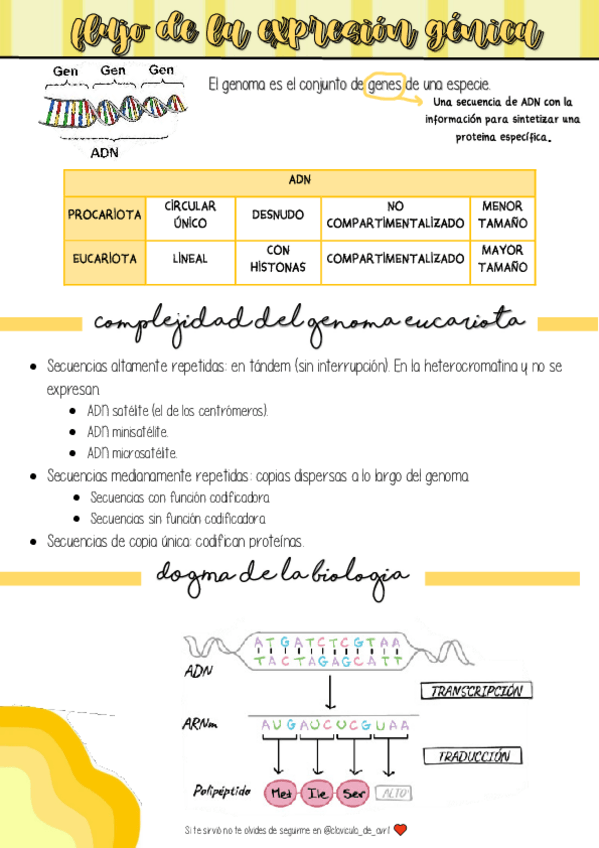 Miniatura del documento Flujo-de-la-expresion-genica.pdf