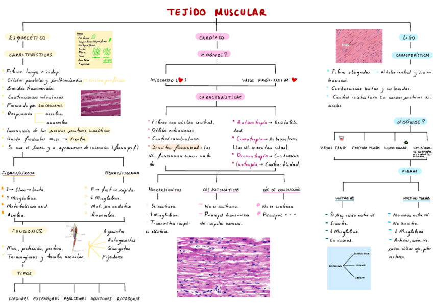 Miniatura del documento T2-Sistema-Muscular-.pdf
