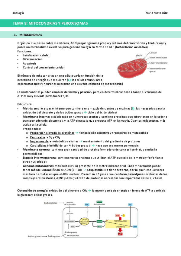 Miniatura del documento TEMA-8-Mitocondrias-y-peroxisomas.pdf