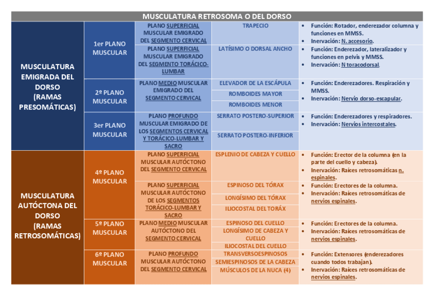 Miniatura del documento Esquema-B5-ANATOMIA.pdf