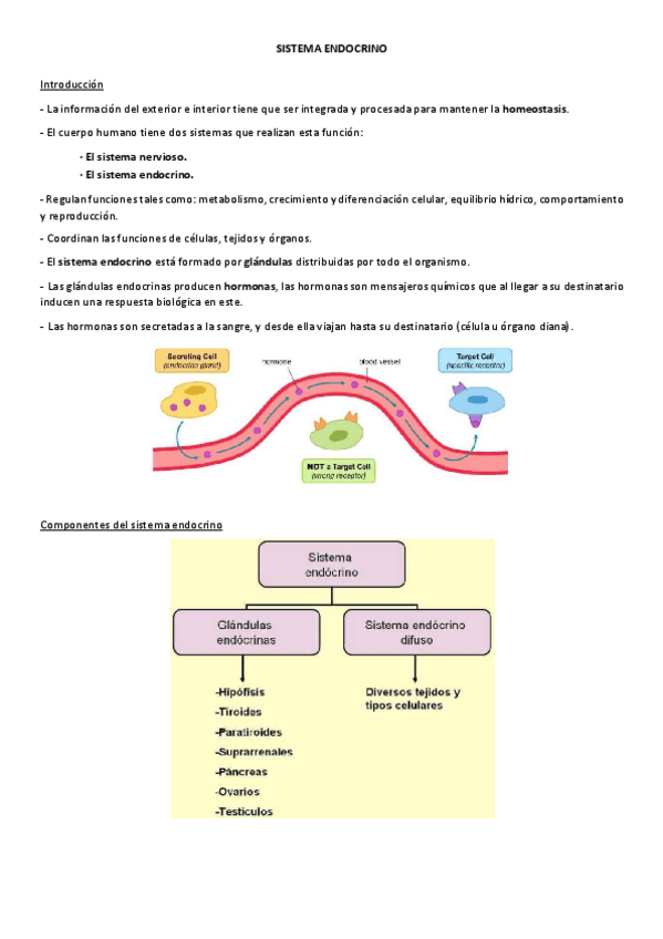 Miniatura del documento tema-endocrino.pdf